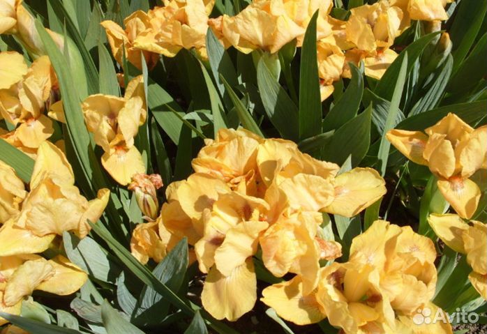 Многолетники садовые