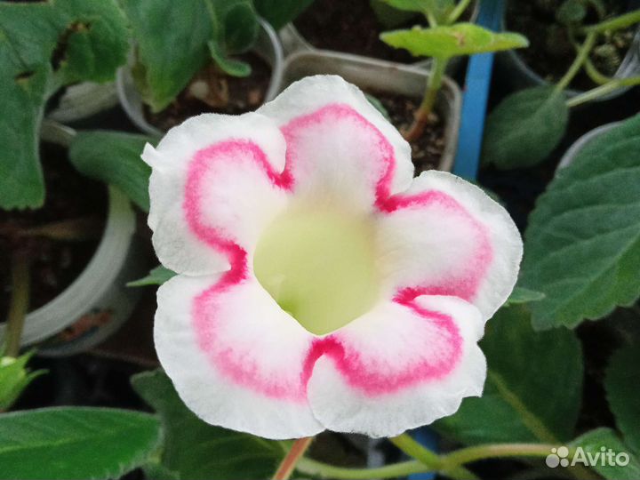 Глоксиния клубни