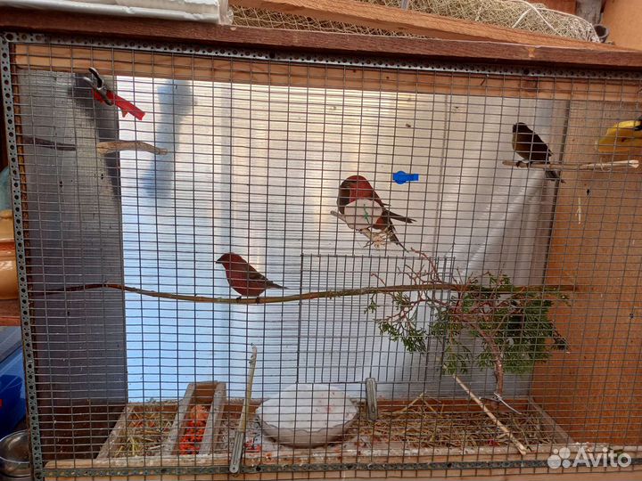 Певчие птицы