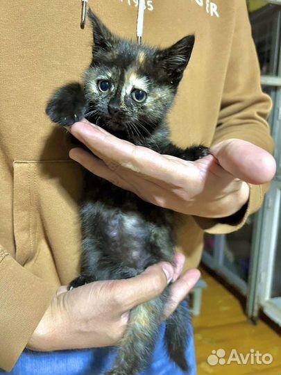 Котенок ласковый (девочка) в добрые руки