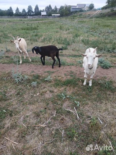 Продам козу дойную