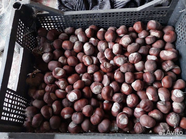 Плоды каштана