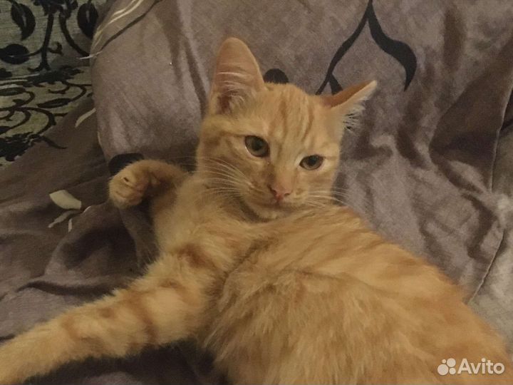 Котята в хорошие. Ответственный руки