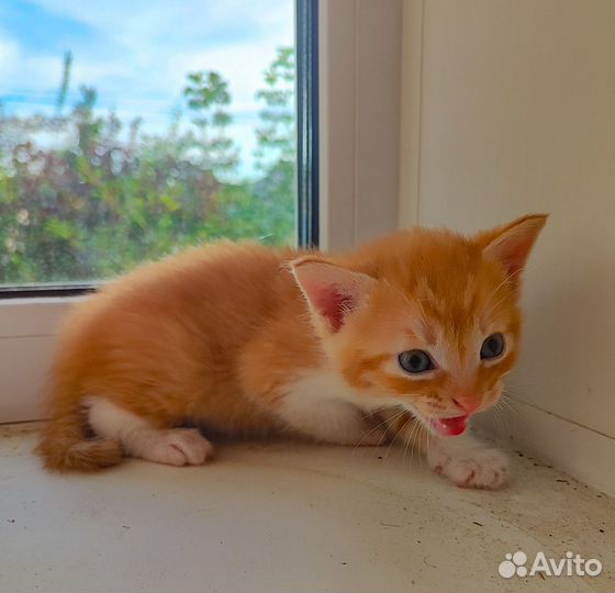 Котейки в добрые руки