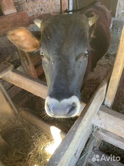 Продаю теленка