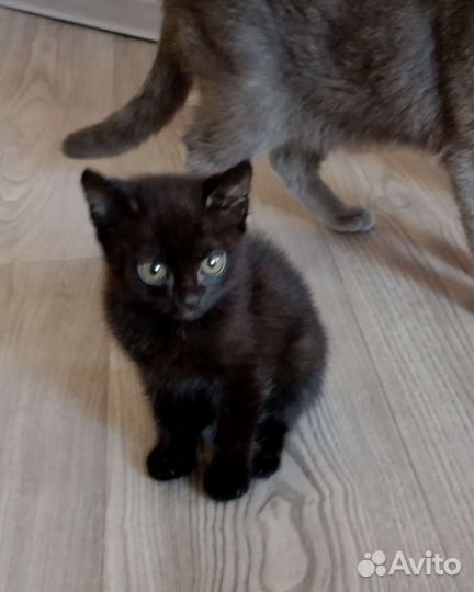 Котенок бесплатно