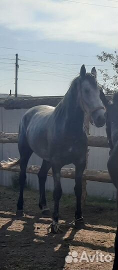 Продам лошадь
