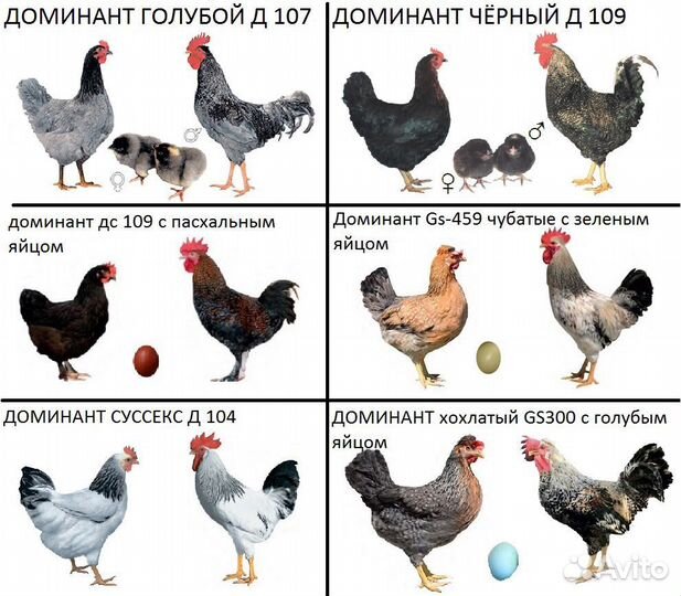 Куры молодки несушки