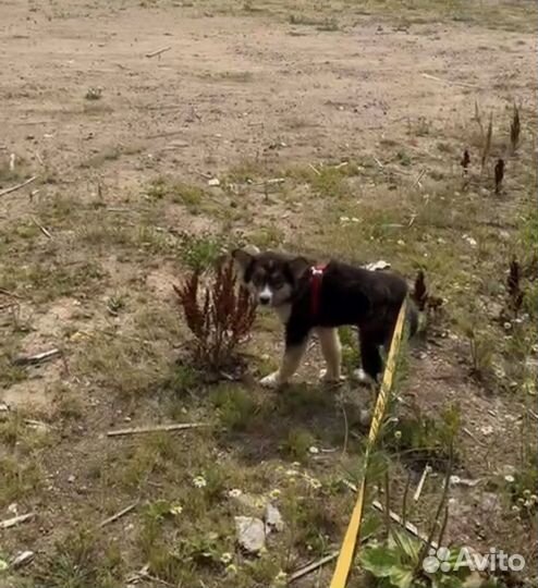 Щенок из приюта бесплатно в добрые руки