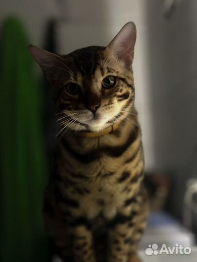 Бенгальский кот вязка