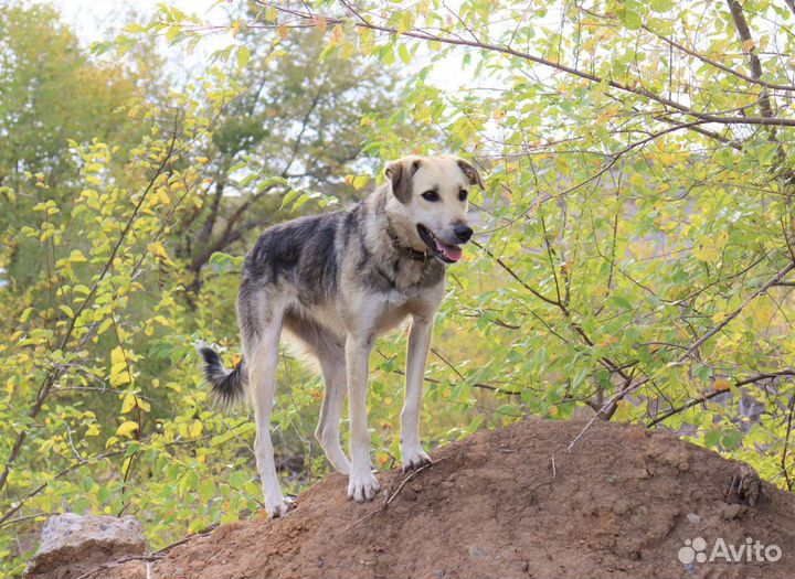 Луна ищет дом
