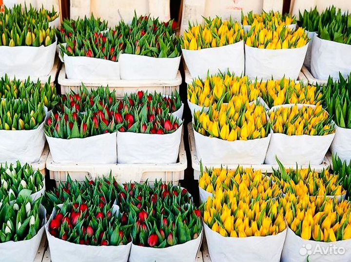 Тюльпаны оптом под заказ