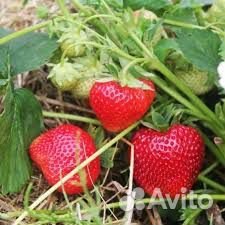 Усики сорта гигантелла