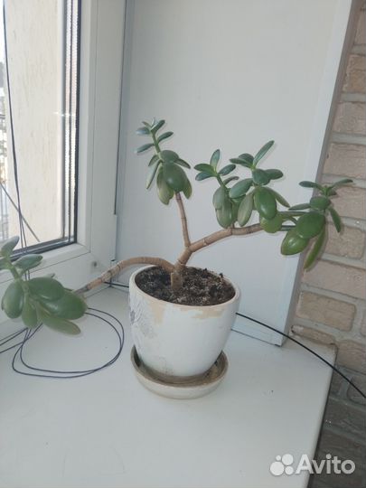 Продам комнатные цветы