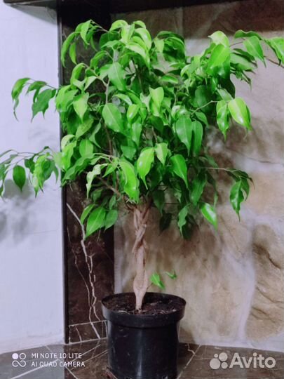 Фикусы шефлеры ройцисус(комнатный виноград)