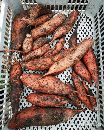 Продам батат