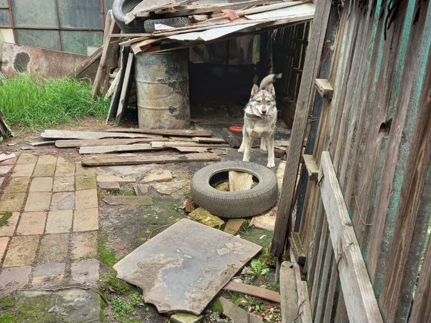 Западно сибирская лайка, 2года,стерильная