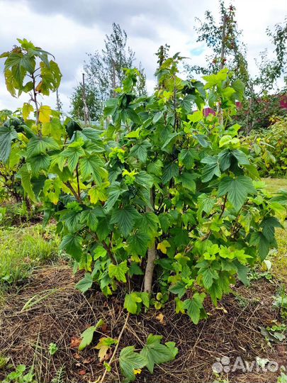 Саженцы черной смородины