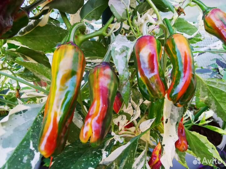 Рассада перца острогоPurple Cacho White Leafs