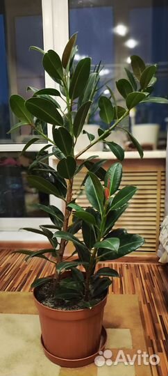 Фикус эластика