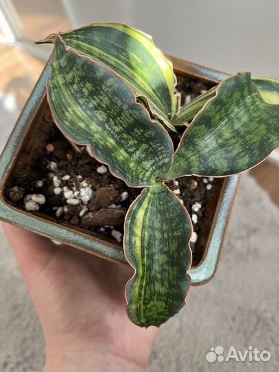 Сансевиерия макрофилла вар