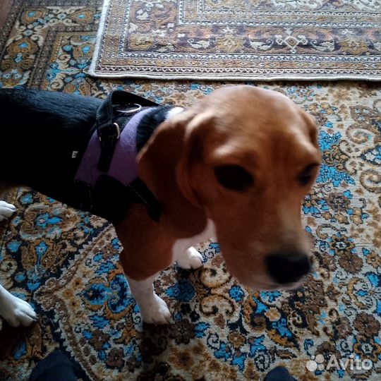 Собака породы бигль