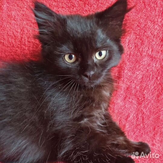 Бесплатно котёнок
