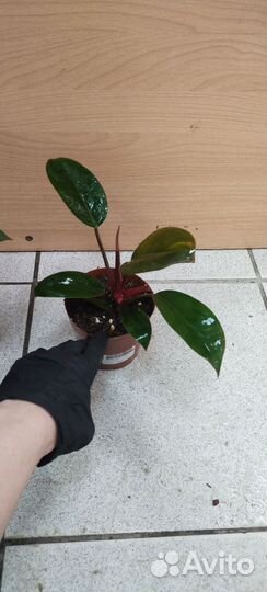 Филодендрон