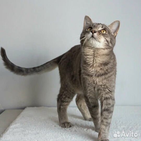 Котёнок мальчик