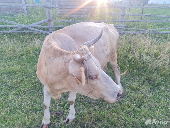 Корова симментальская