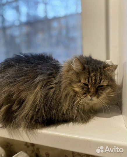 Кот ищет дом