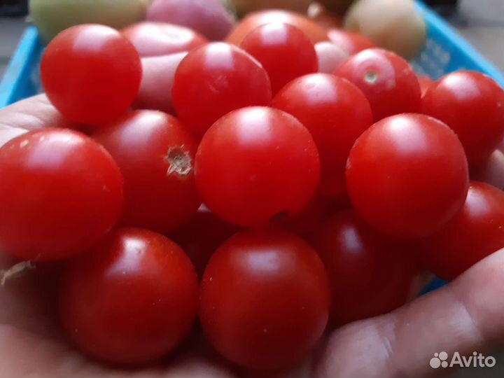 Домашние Яблоки, Десертный виноград,Помидоры