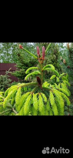 Ель акракона голд