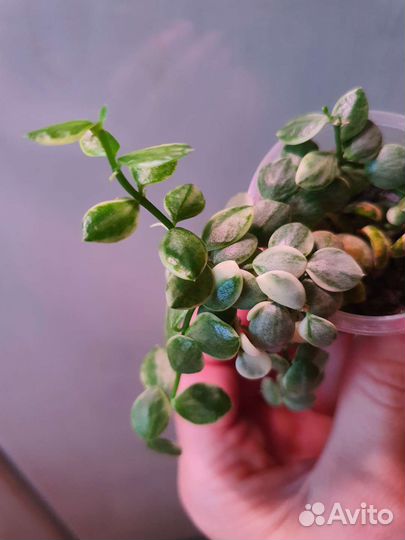 Дисхидия Nummularia var, Nummularia Silver leaves