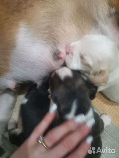 Идёт резерв на щенков бигль шоу класса