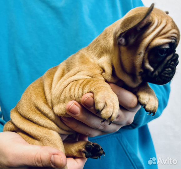 Щенки французского бульдога