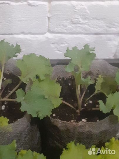 Рассада капусты декоративной капуста