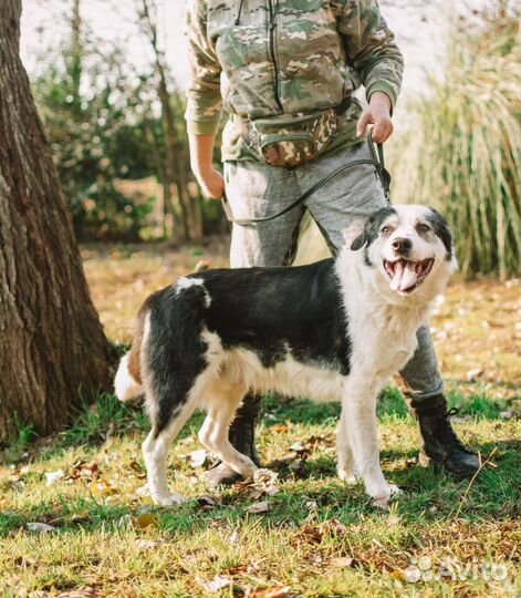 Лапик-Супер-пёс
