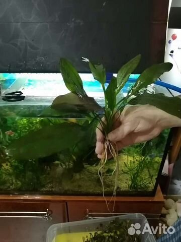 Эхинодорус аквариумное растение
