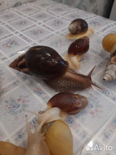 Улитки Ахатины