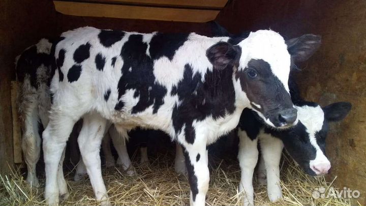Бычки и Тёлки