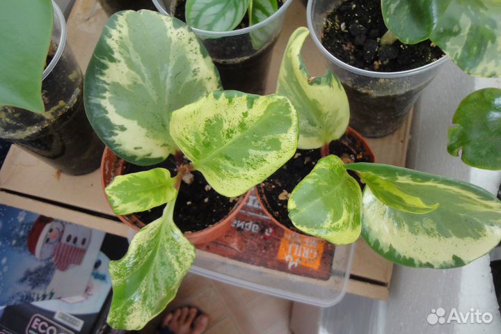 Пеперомия шлюмбергера бамбук кофе роза