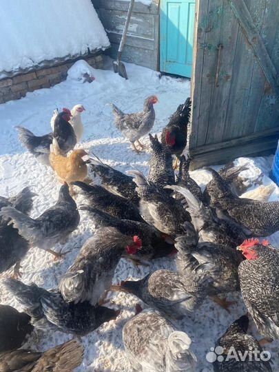 Куры доминант и Петухи