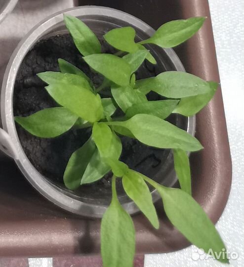 Перец жгучий 3 джигита