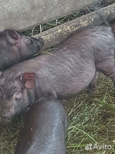 Вьетнамск вислобрюхий поросенок