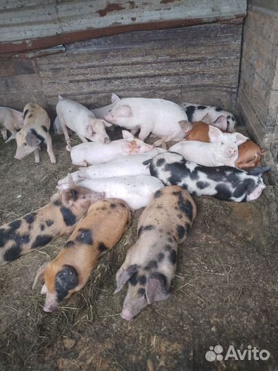 Корова дойная