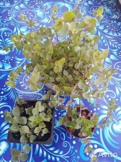 Комнатные цветы