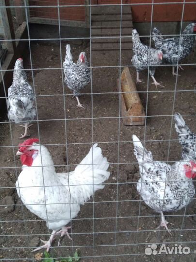 Инкубационное яйцо