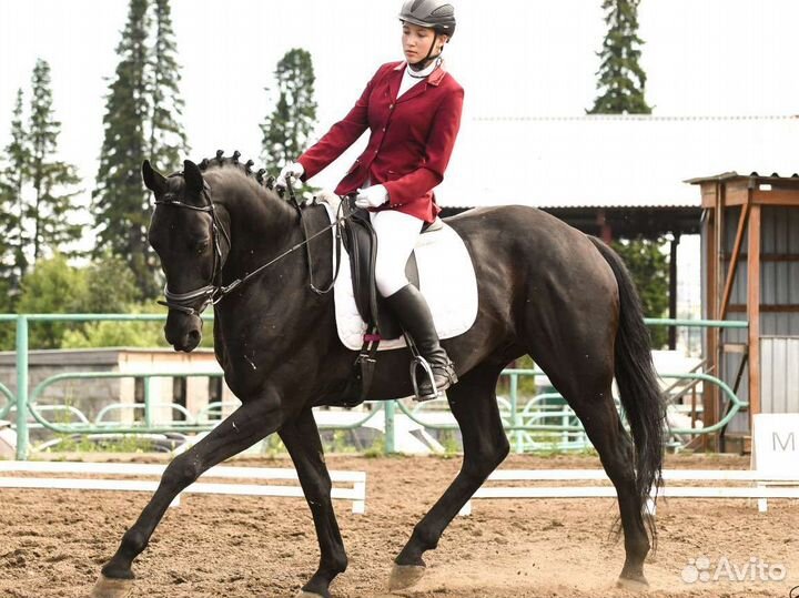 Редингот для конного спорта