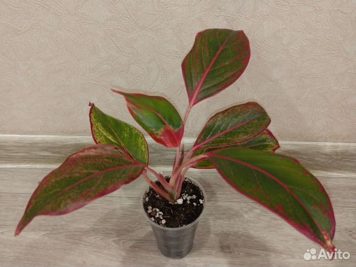 Аглаонема Крит, диффенбахия кустовая низкорослая